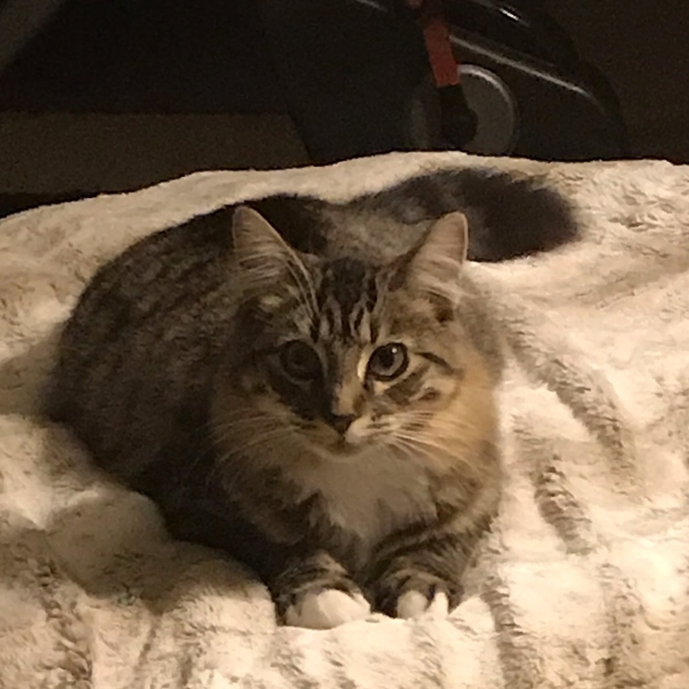 Meet your Posher, Steven